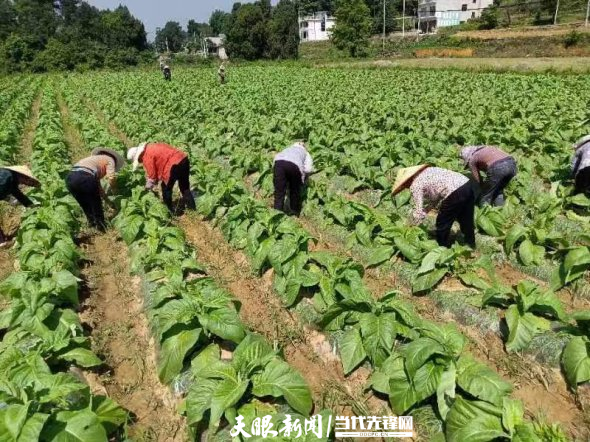 开阳县宅吉乡烟草种植老专家助力5000亩烤烟管护