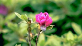 杜鹃花从“实验室”铺向园林绿地