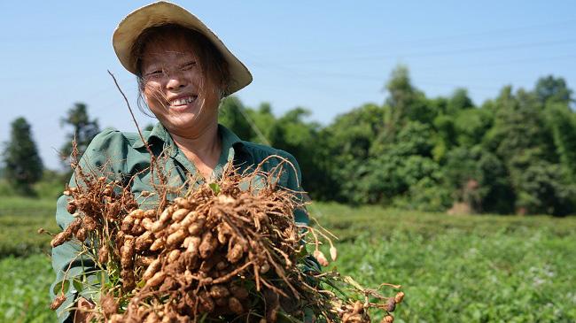 自贡荣县：专家指导结硕果 高油酸花生大丰收