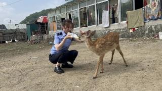 泉阳森林公安救助一只国家一级保护动物梅花鹿