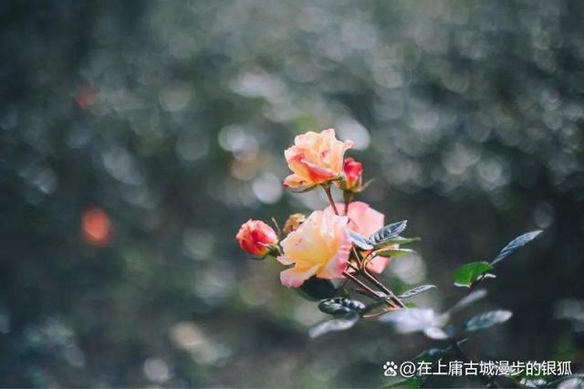 笑看人生风雨路，淡泊平和心自安