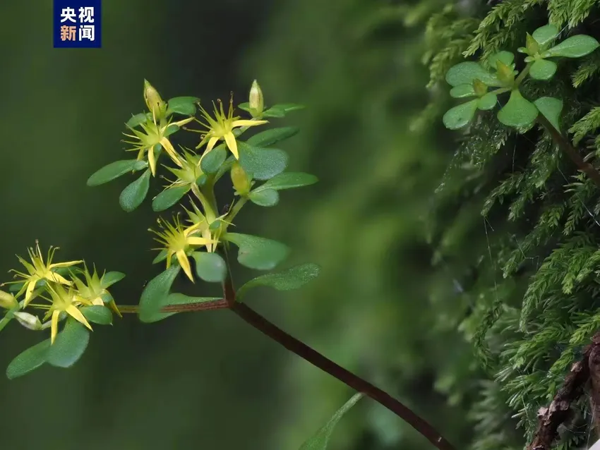 浙江新物种！“须女景天”长这样