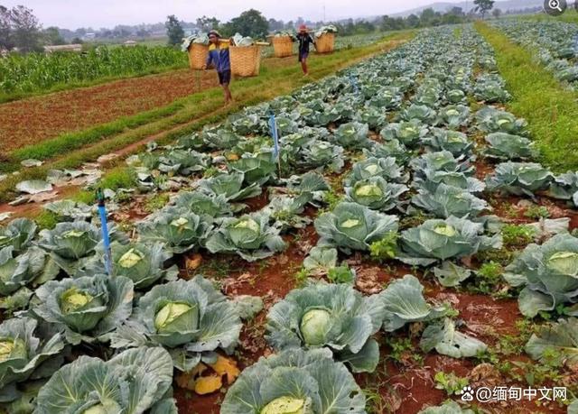 缅甸种植第二多的菜，曾经用来喂牛，今年一颗卖到8000缅币