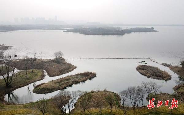 骑行绿道、狗狗乐园、鸟儿食堂、法桐养老院……武汉多了这些绿色好去处