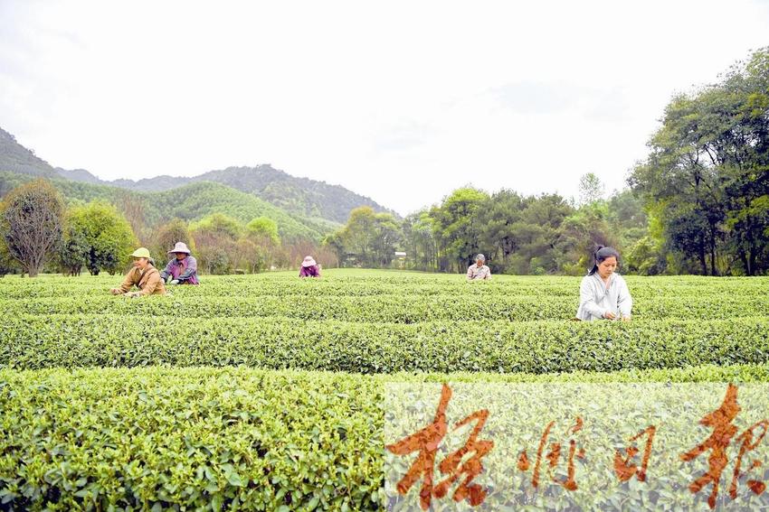 昭平：春分茶园农事忙