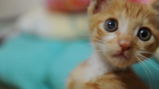 1个月小猫的猫癣怎么办