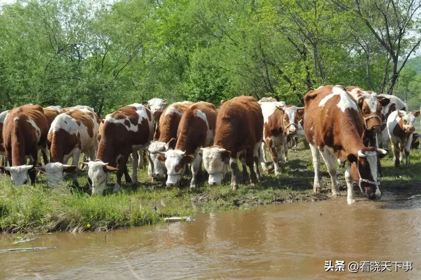 湖北男子嫖娼被捕，牛群无人看管，民警通知其外地妻子返乡闹争议