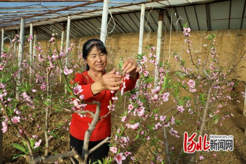 平泉：寒冬温室桃花朵朵开