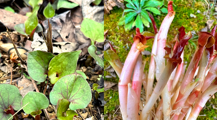 贵州的春天味道，你选折耳根还是野葱？