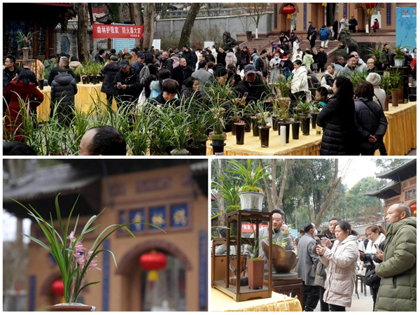 首届邛兰节开幕，启动“我为白鹤山种兰”公益活动