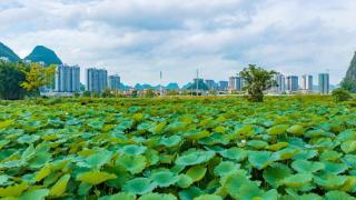 靖西：花开富农 “荷”美乡村