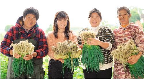 灵川镇灵宝村：六旬夫妇种香葱 年入30多万元