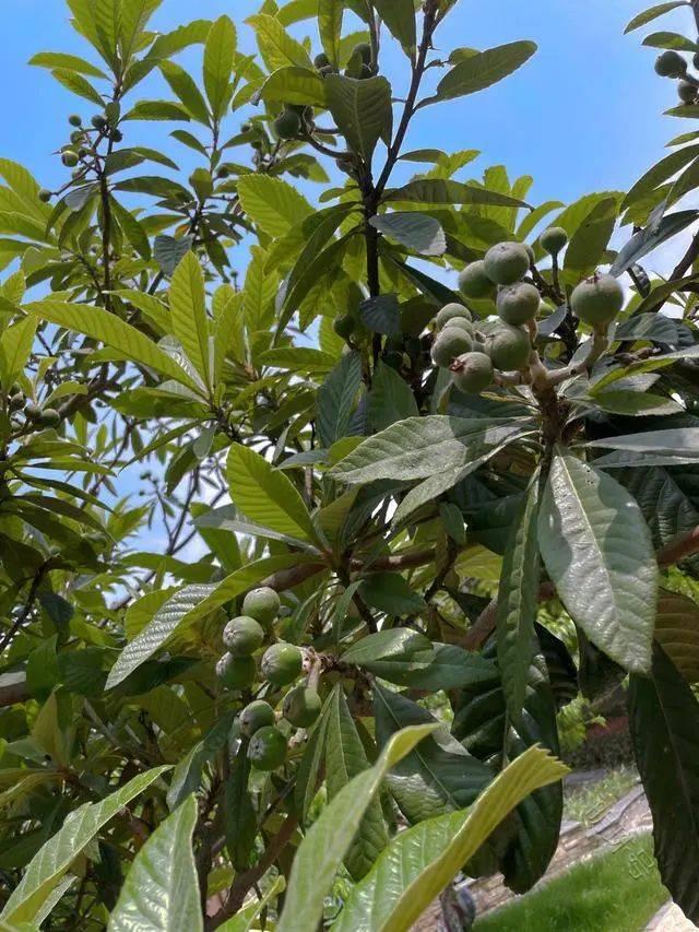 张馨予的花园火了：100㎡院子栽满花果蔬菜，堪称“世外桃源”