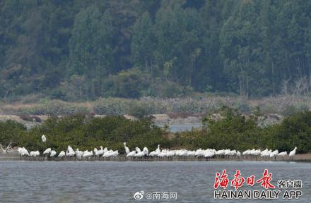 海南越冬黑脸琵鹭数量破200只