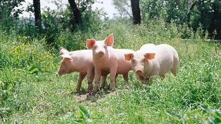 猪体内重金属的来源有哪些？猪体内重金属太高的危害是什么？