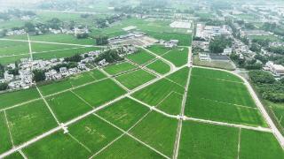 眉山青神：绿色防控助力 9.55万亩水稻丰产丰收