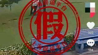 上海顾村公园4人树下躲雨被雷击？真相是…