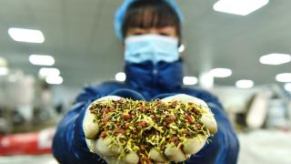 揭秘“亳州模式”：花草茶5年卖出上百亿，拼多多成产业加速器