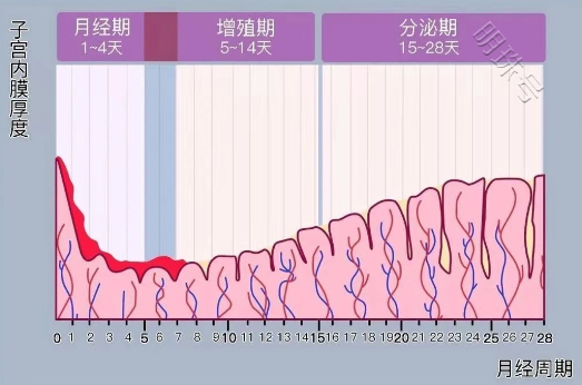 子宫内膜多厚才好怀孕？如何保护子宫内膜？