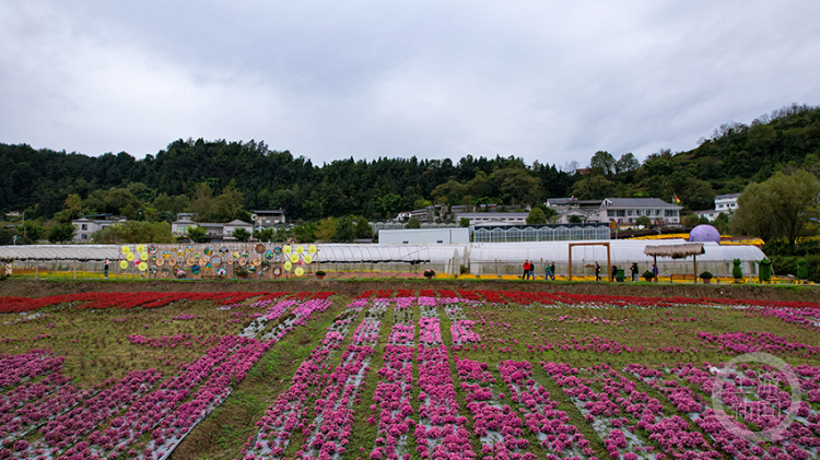 云阳：16万株菊花迎客来 满园芳菲别样妆