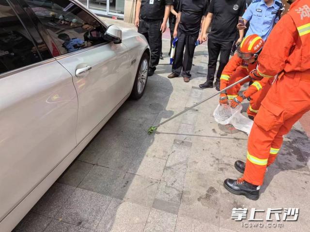 长沙消防部门接到多起抓蛇警情