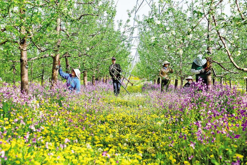 庆阳陇清瓜果农民专业合作社苹果园里苹果花绽放枝头