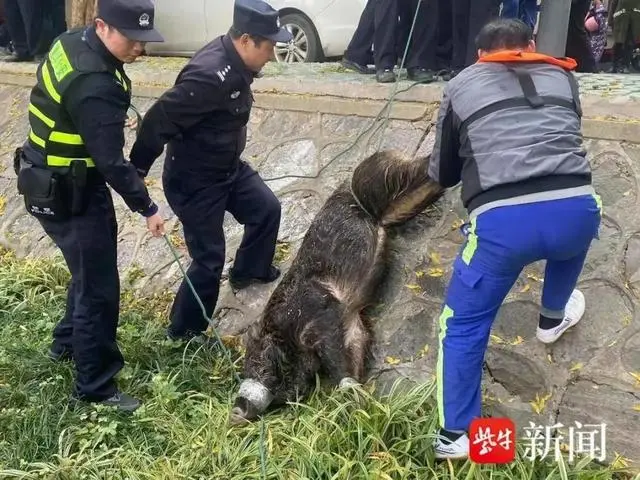 “渡江野猪”大闹南京市区？最新消息