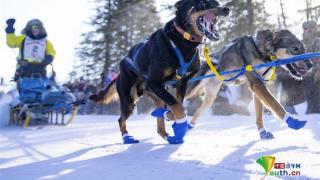 美国举办雪橇犬马拉松比赛 狗狗雪中奋力狂奔