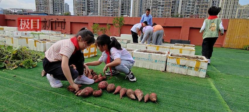 这所小学打造“农场+”多彩课程，科普助力“双减”