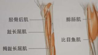 小腿肌肉力量怎样无器械训练