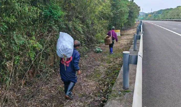 为采茶籽抄近道上高速，危险！