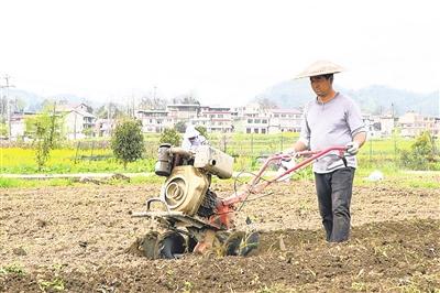 豇豆起垄播种忙  助农增收有新路