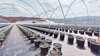 景讷乡蓝莓种植基地建成投产