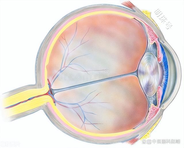 眼科说的黄斑变性是什么？一文揭晓答案
