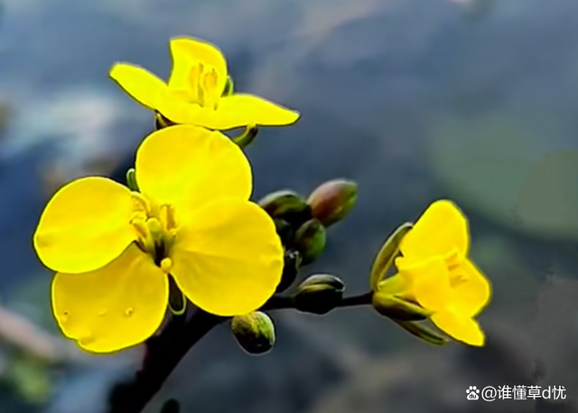 心里有你，便视你如宝一样珍惜，尽管不能天天把你捧在手心里