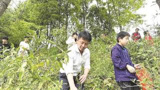 沱川学校开展采茶劳动实践活动