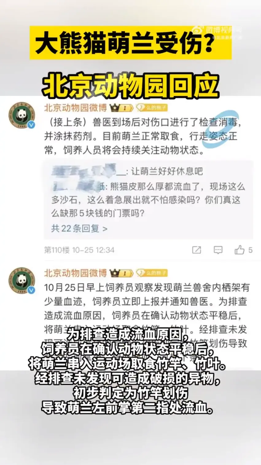 被质疑带伤营业，北京动物园回应大熊猫“萌兰”受伤：初步判断伤口系竹竿划伤