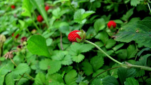 野草莓的营养价值