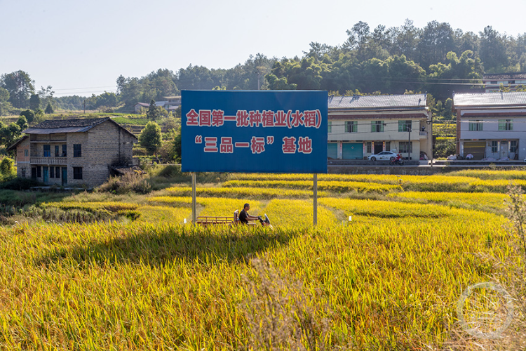 “定制水稻”助力乡村振兴“稻”路