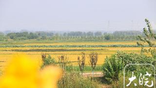 ﻿村里喜讯捎北京 | 合肥肥东县十八联圩：水清岸绿 麦浪飘香（图）
