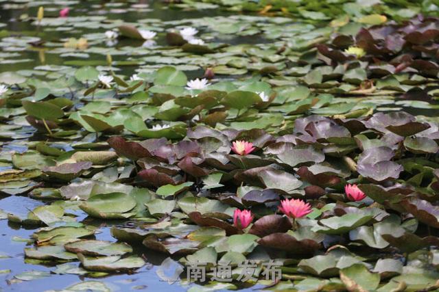 百变女王、世界睡莲冠军“万维莎”双色睡莲开花