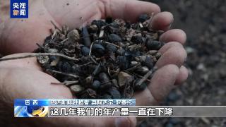 气候变化影响巴西咖啡业 产量连年下降