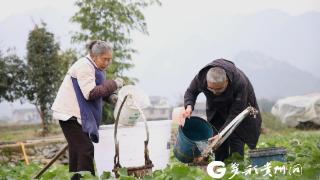 绥阳：开展油菜测土配方施肥田间试验 推进化肥减量增效