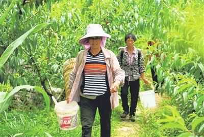 天文镇蜂蜜桃让你“甜蜜一夏”