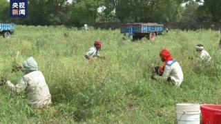 印度多地持续高温 农业生产受到影响