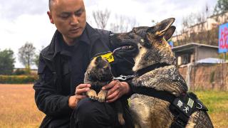 从“小奶狗”到威猛警犬 “幺幺零”养成记