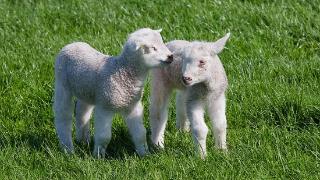 羊羔不吃奶的原因是什么