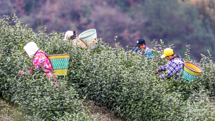 南川2024年早春茶开采