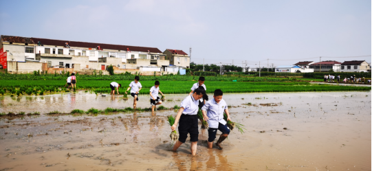 泗阳县实验小学开展插秧活动：不负时光 插下希望