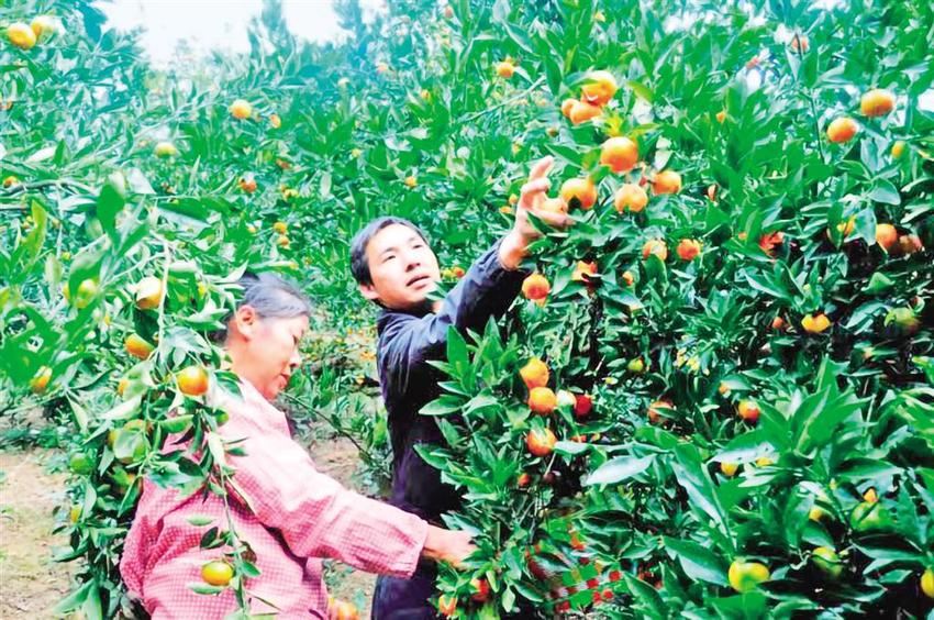 “黄金果”挂满枝 助农增收有盼头